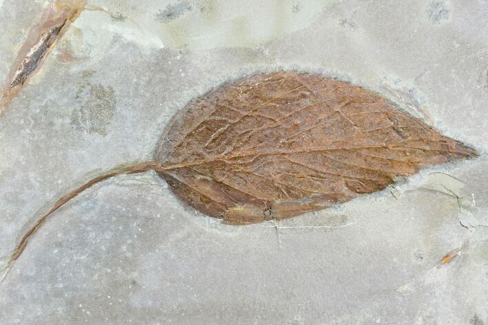 Fossil Hackberry Leaf (Celtis) - Montana #105124